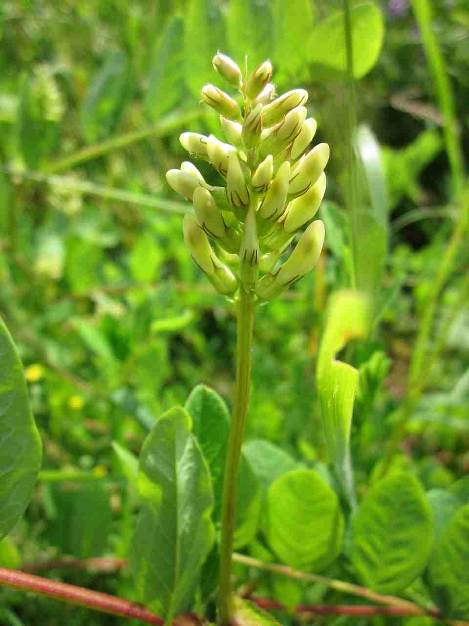 Astragalus glycophyllos-ilustračný obrázok príbuzného druhu